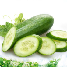 High Yield Chinese Vegetable Hybrid F1 Green Cucumber Seeds